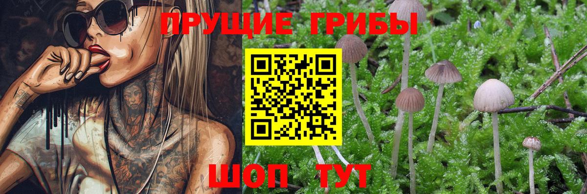 Гатчина  Псилоцибиновые грибы MAGIC MUSHROOMS  Вход с VPN 